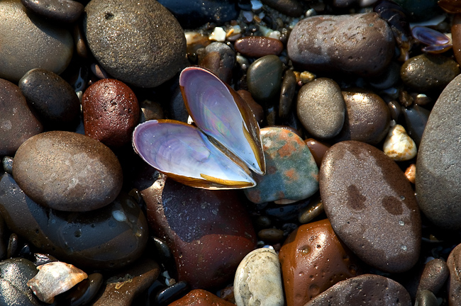 Sea shell colors