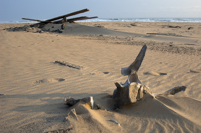 Ship remains and whale bones