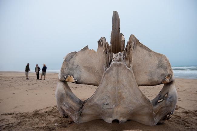Whale bone on the beach