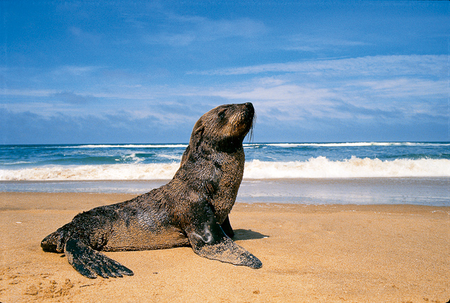 Cape Fur Seal on the beach