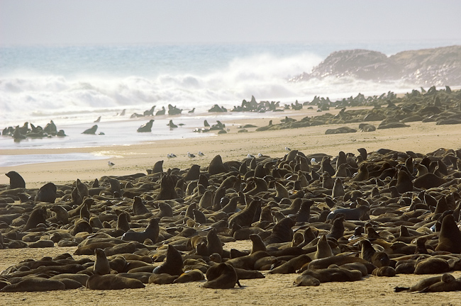 Cape Fur Seal colony at Cape Fria
