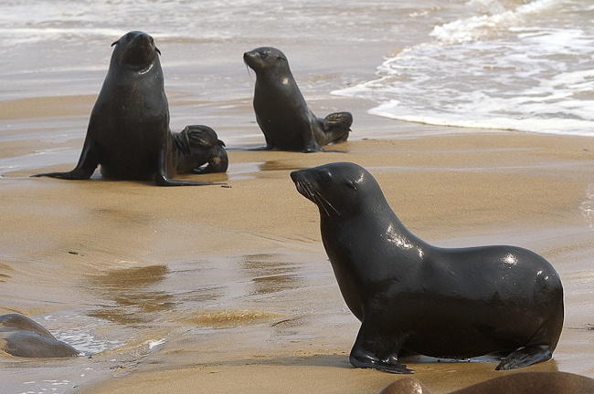 Cape Fur Seals on the beach