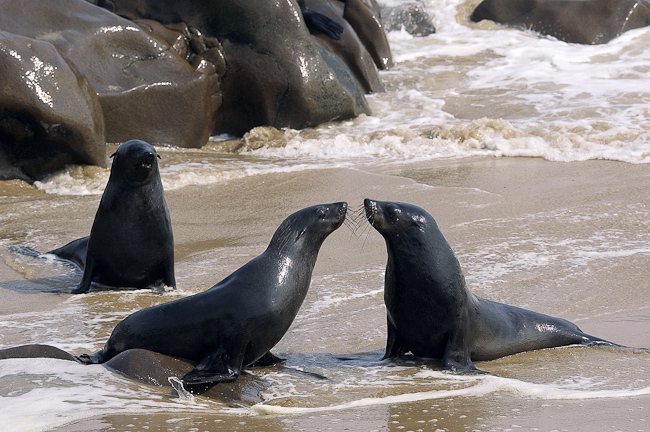 Cape Fur Seals greeting