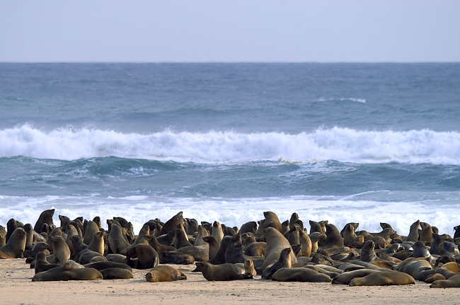 Cape Fur Seal colony at Cape Fria