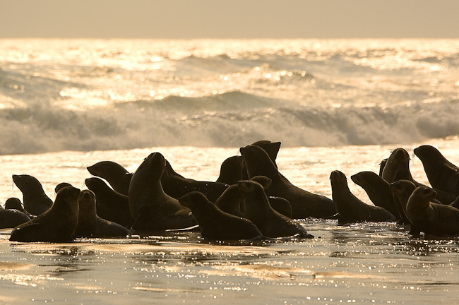 Cape Fur Seals at Cape Fria