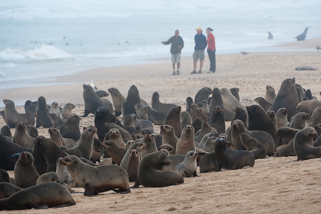 Exploring the Cape Fur seal colony