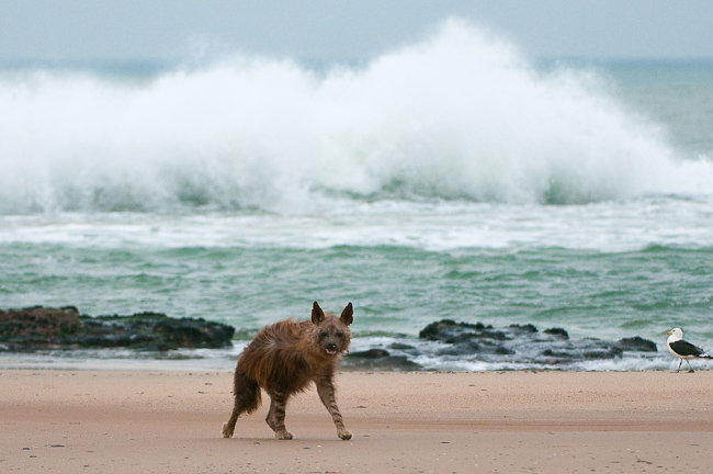 Brown hyena on the beach
