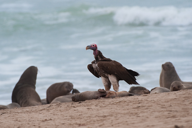 Lappet-faced vulture scavenging