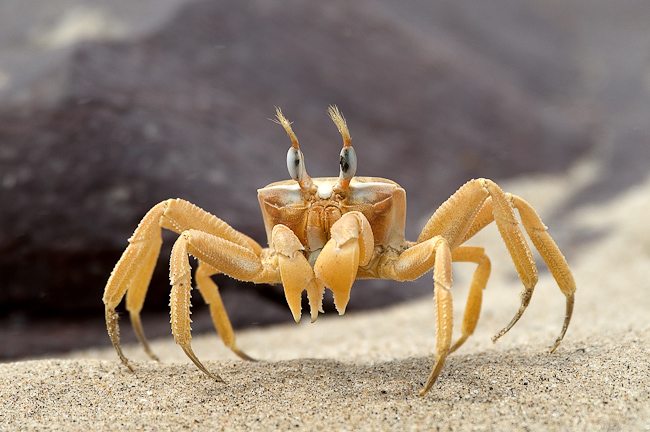 Ghost Crab (Ocypode africana)
