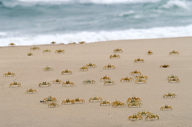 Ghost Crabs foraging