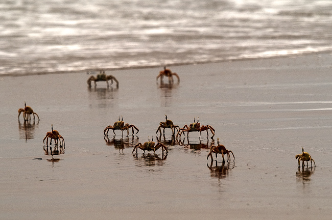 Ghost Crabs in the surf