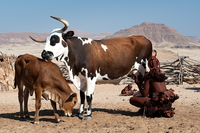 Himba village and cattle