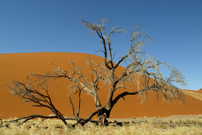 Sossusvlei desert beauty