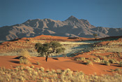 Dune Landscape, Wolwedans, NamibRand Nature Reserve