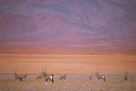 Oryx in Chateau Plains, Wolwedans, NamibRand