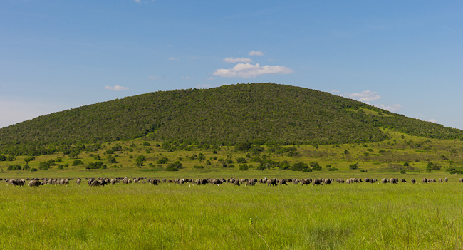 Buffalo herd on Akagera plain