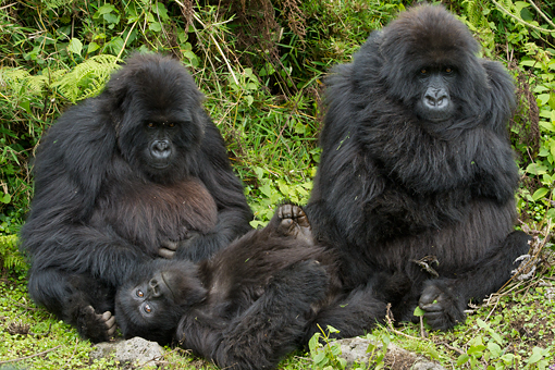 Gorillas from the Ugyenda group, Volcanoes National Park, Rwanda