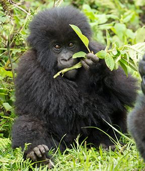 Baby gorilla from the Ugyenda group, Volcanoes National Park, Rwanda