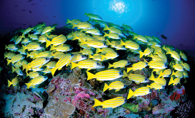 Colorful fish and corals