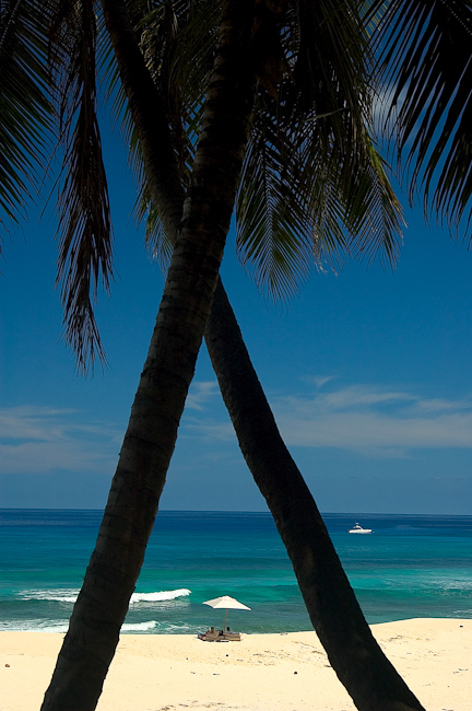Palms and beach scene