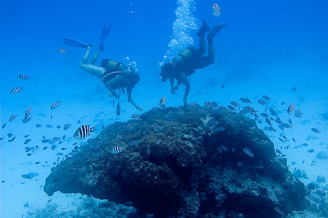 Reef diving
