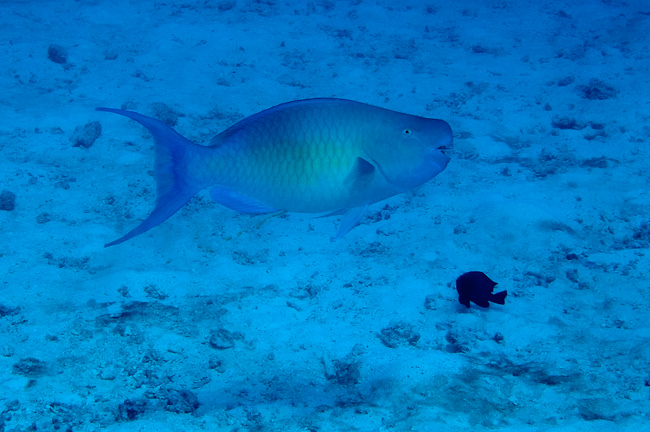 Humphead Parrotfish