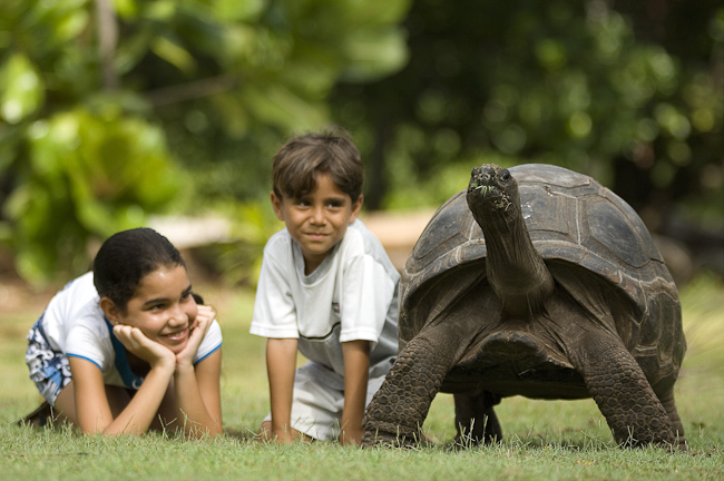 Giant Seychelles tortoise