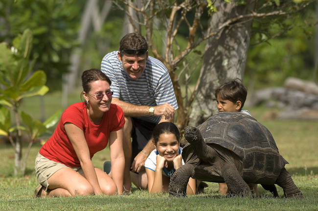 Giant Seychelles tortoise