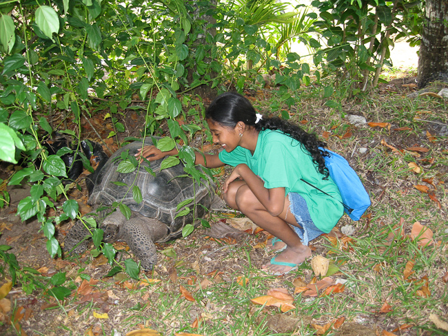 Close encounter with a Seychelles giant tortoise
