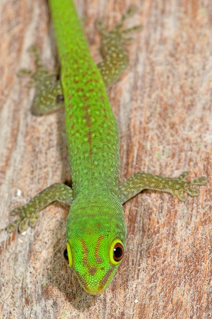 Day gecko