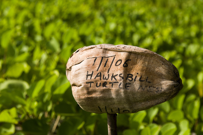 Turtle nest signpost