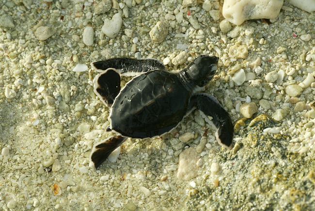Turtle hatchling at North island