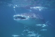 Whale shark in the Seyehclles
