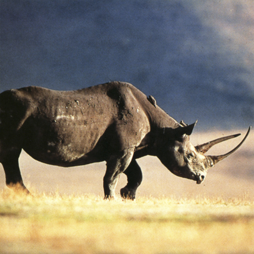 Black Rhino in the crater