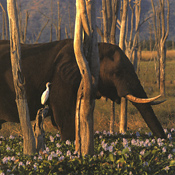 Elephant in the crater