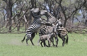 Zebra stallions dueling