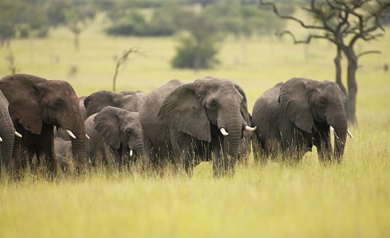 Breeding herd of Elephant