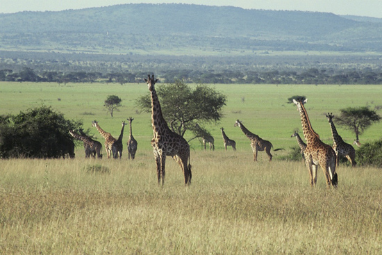 Giraffes on the plain