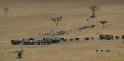 Elephants, Zebras & Wildebeests
