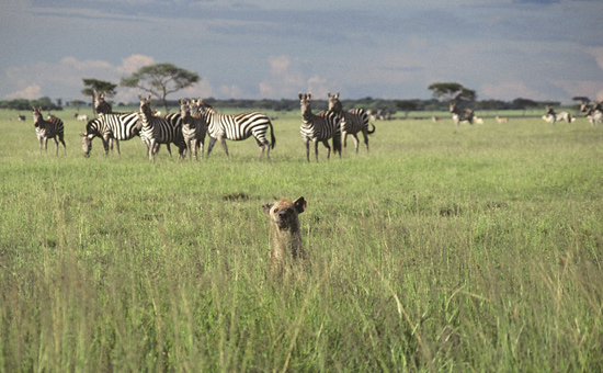 Hyena and Zebras