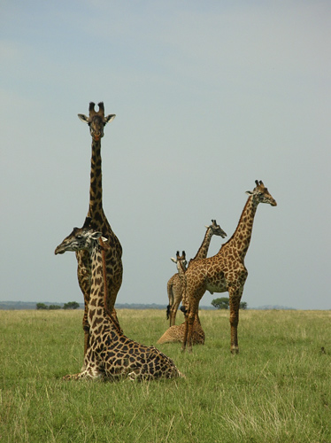 Giraffes at rest