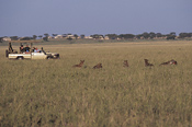 Hyenas in front of Sabora