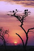Vultures at sunset