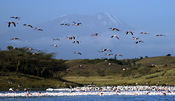 Flamingos and Kilimanjaro
