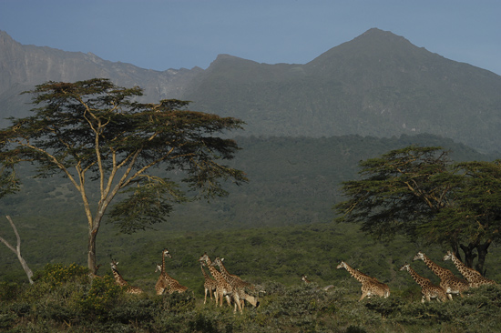 Giraffes and Mount Meru
