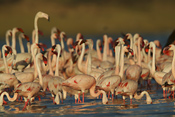Lesser Flamingos (1 Greater)