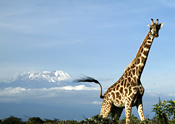 Giraffe and Mount Kilimanjaro
