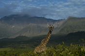 Giraffe and Mount Meru