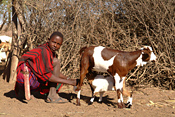 Masai milking a goat