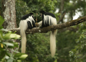 Black & White Colobus Monkeys